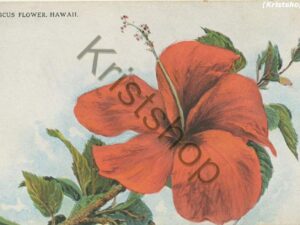 Hawaii - Hisbiscus Flower [KRST009-2087