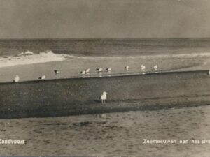Zandvoort - Zeemeeuwen aan het strand [009-2473