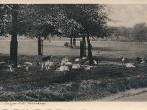 Bergen (NH  - Hertenkamp  [009-2497