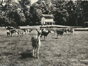 Assen - Hertenkamp [009-2867