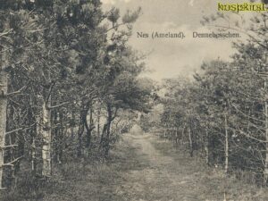 Nes - Ameland - Dennebosschen [009-2901