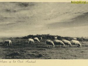 Ameland - Schapen op het Oerd [009-2931