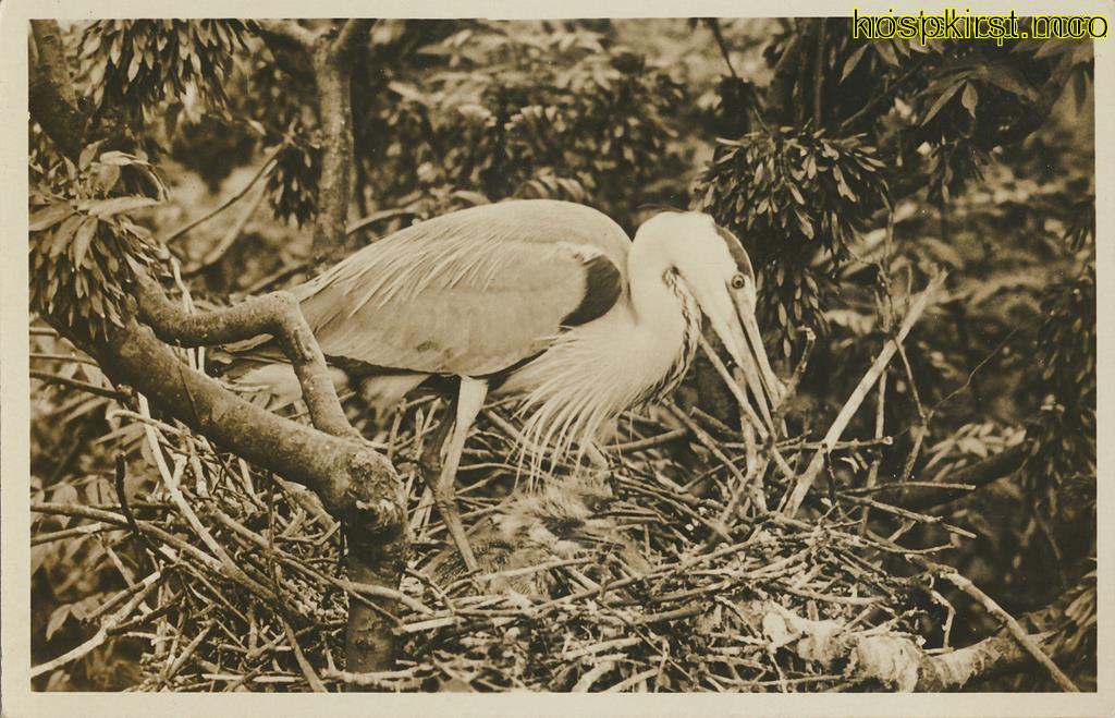 KRST009-2940_0.jpg Texel - Blauwe reiger met jongen [009-2940