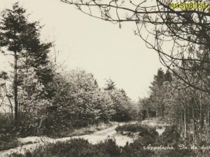 Appelscha - In de duinen [009-2990