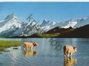 Grindelwald - Bachalpsee [009-3978