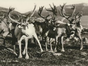 Norge - Rensdyr [009-4617