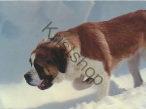Chien de l'Hospice du Grand Saint-Bernard   [009-6152