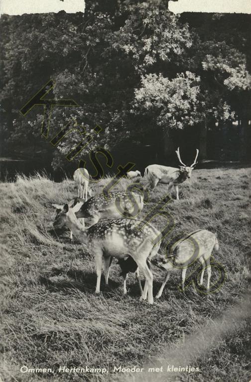 Ommen - Hertenkamp - Moeder met kleintjes [009-7442