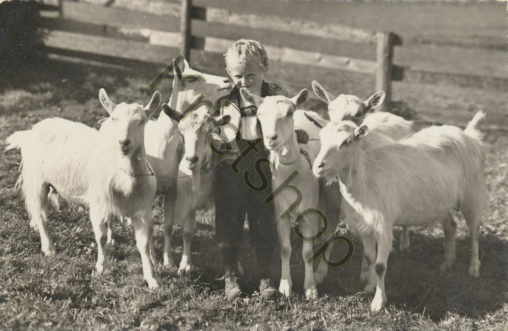 KRST009-7483_0.jpg Jongetje met een kudde witte geiten [009-7483