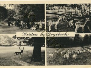 Arnhem - Herten in Sonsbeek [009-7589
