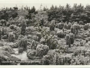 Lemelerberg - Natuurschoon Juniperus [009-7709