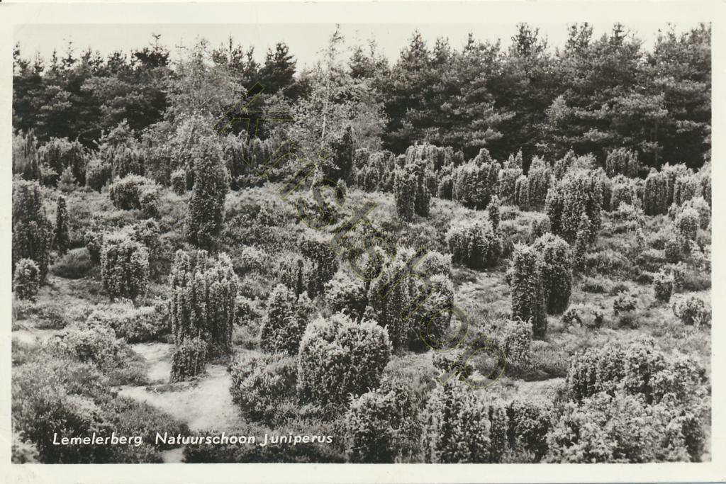 KRST009-7709_0.jpg Lemelerberg - Natuurschoon Juniperus [009-7709