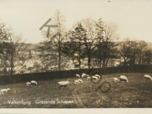 Valkenburg - Grazende Schapen [009-7740
