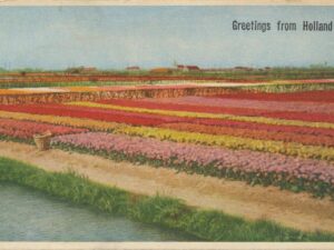 Holland - Bloembollenveld [KRST009-8024