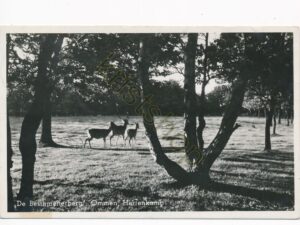 Ommen - De Besthmenerberg - Hertenkamp [KRST009-8328