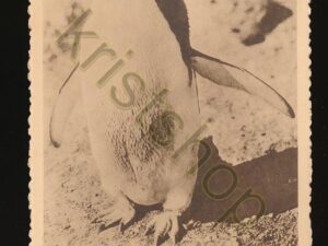 Pingouin - Vetgans - Chocolat MARTOUGIN - reclamkaart (??? ZOO ???) [010-0478