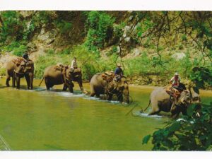 ?? Thailand ?? - Four Elephants with Mahouts on their backs - The Jungle [010-1384