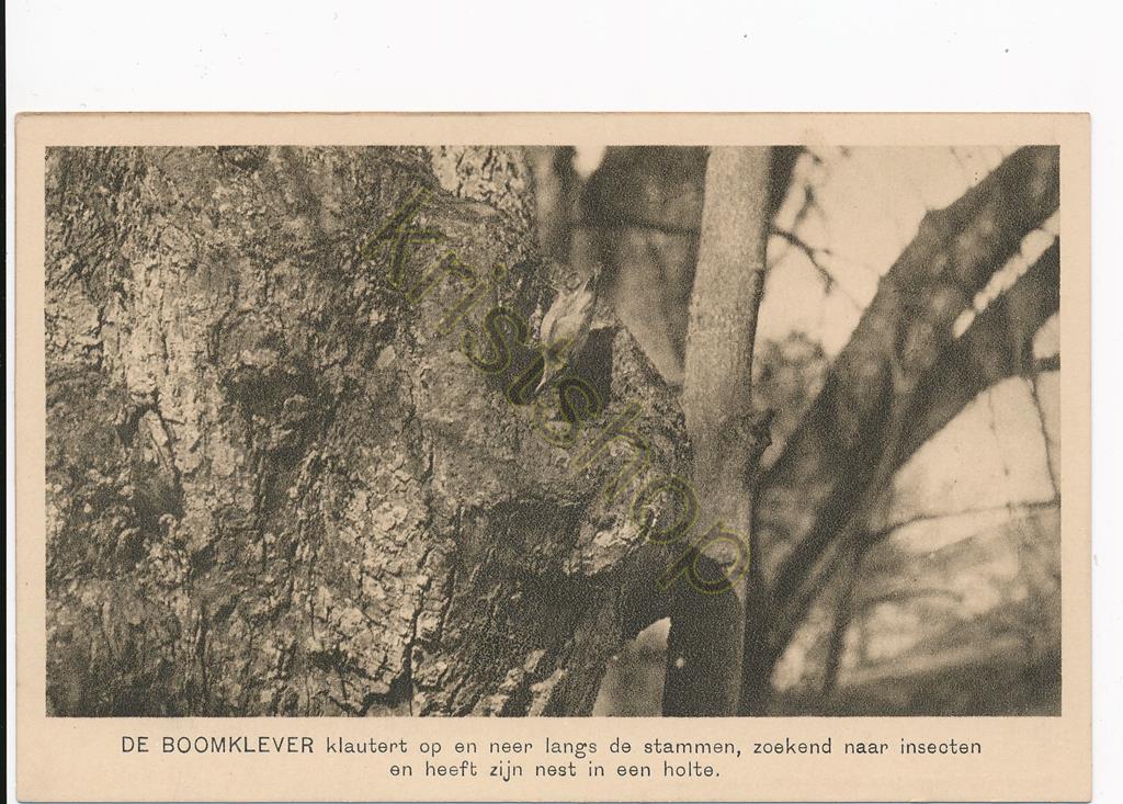 KRST010-1628_0.jpg Ver Tot Bescherming van Vogels - De Boomklever [010-1628