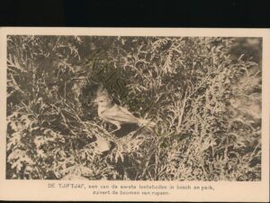Ver Tot Bescherming van Vogels - De Tjiftjaf [010-1630