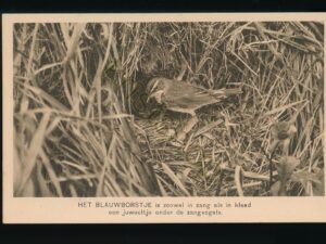 Ver Tot Bescherming van Vogels - Het Blauwborstje [010-1635