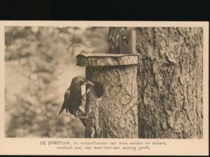 Ver Tot Bescherming van Vogels - De Spreeuw [010-1636