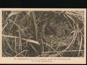 Ver Tot Bescherming van Vogels - De Grasmusch [010-1638