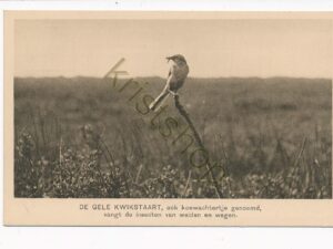 Ver Tot Bescherming van Vogels - De Gele Kwikstaart [010-1639