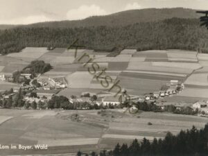 Lam in Bayer Wald [010-2610