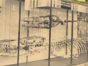 Bruxelles - Musée Royal d'Histoire Naturelle [010-3011