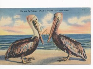 Florida - Ma and Pa Pelican - Which is wich? [010-3472