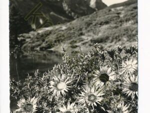 Silberdisteln am Trübsee [010-3559