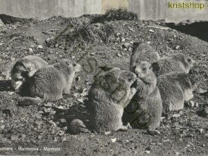 Murmeltuere - Marmotte - Marmots [010-4551