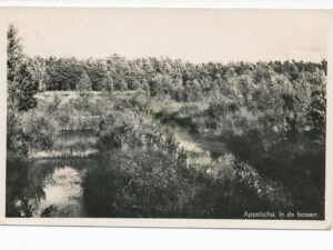 Appelscha - In de Bossen [010-4649