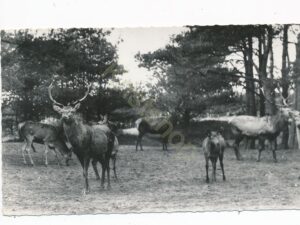 Edelherten - Natuurfoto Jb Van de Peppel [010-4816