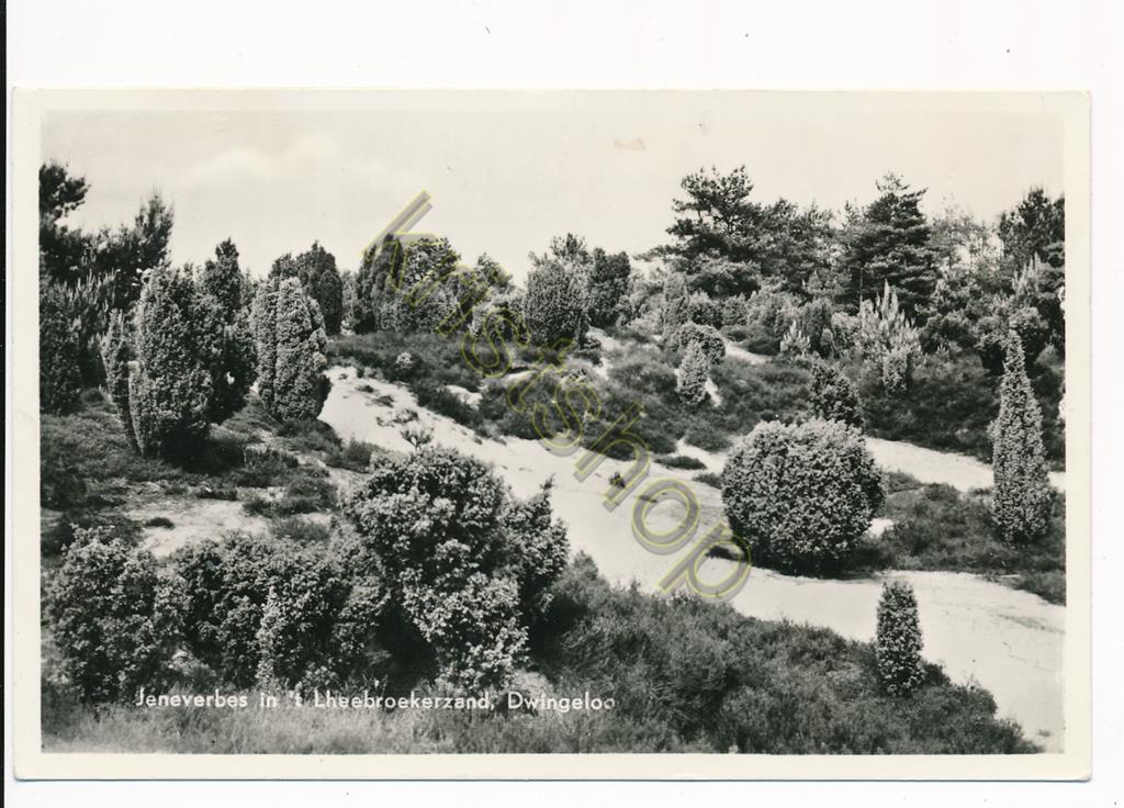 KRST010-5560_0.jpg Dwingeloo - Jeneverbos in 't Lheebroekerzand [010-5560