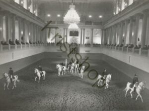 Wien - Spanische Reitschule - Levade [010-6668