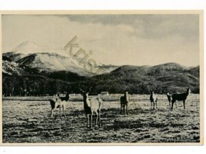 Ciervos en la Cordilla - Fitz Roy - Bariloche [KRST010-7290