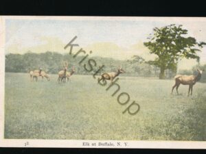 Elk at Buffalo - NY [KRST010-7450