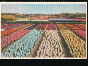 Holland - bloemenland - bloembollenvelden [010-7859
