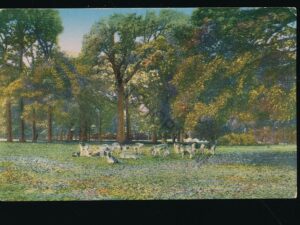 Haarlem - Hertenkamp [003-5349
