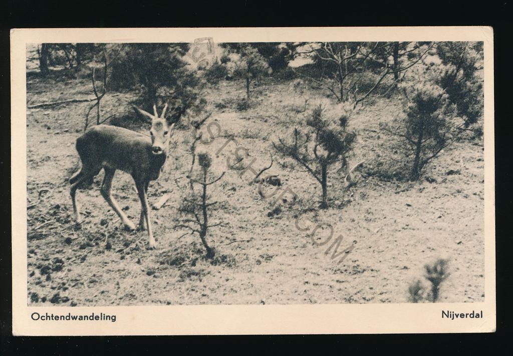 KRST003-5384_0.jpg Nijverdal - Ochtendwandeling [003-5384