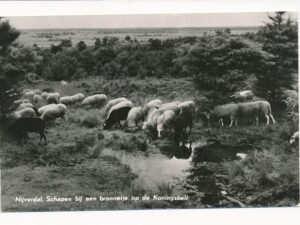 Nijverdal - Schapen - Koningsbelt [003-5883